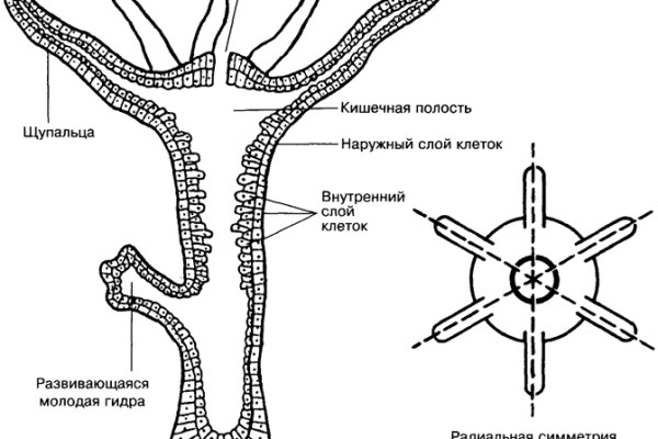 Кракен 16 at